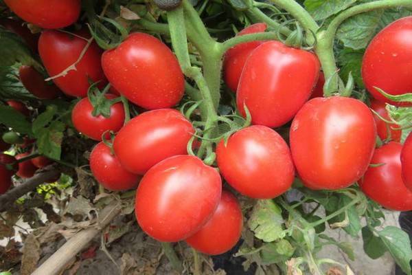 Томат "столыпин": описание сорта и фото, характеристики плодов помидоров и советы по их выращиванию русский фермер