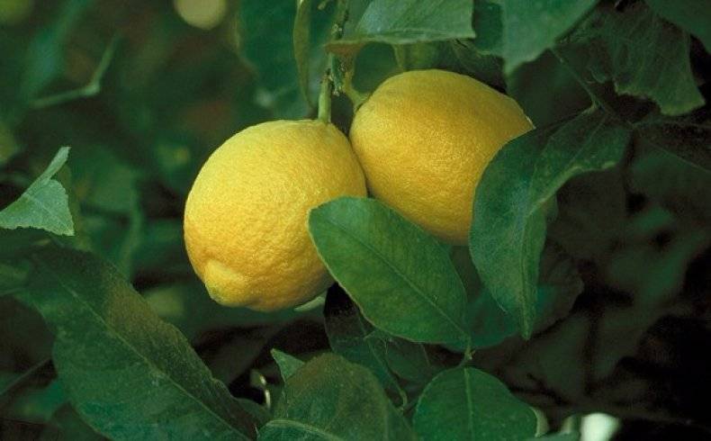 Описание новозеландского вида лимона, выращивание и уход в домашних условиях