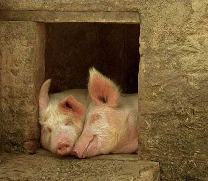 Кормушки для свиней своими руками: чертежи, фото и видео