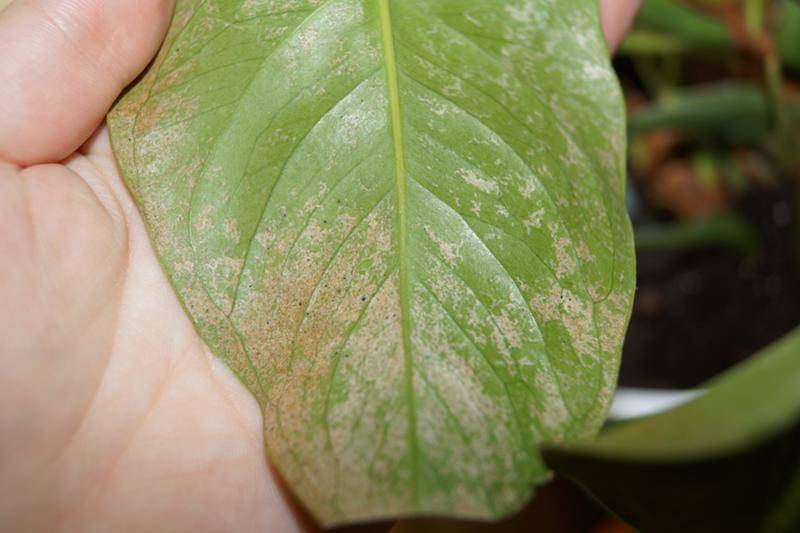 Антуриум и болезни листьев: фото, причины почему у антуриума желтеют листья и что делать