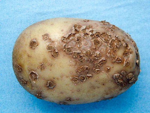 Парша на картофеле, как бороться? | во саду и в огороде
