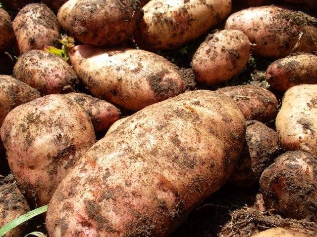 Описание сорта картофеля агата