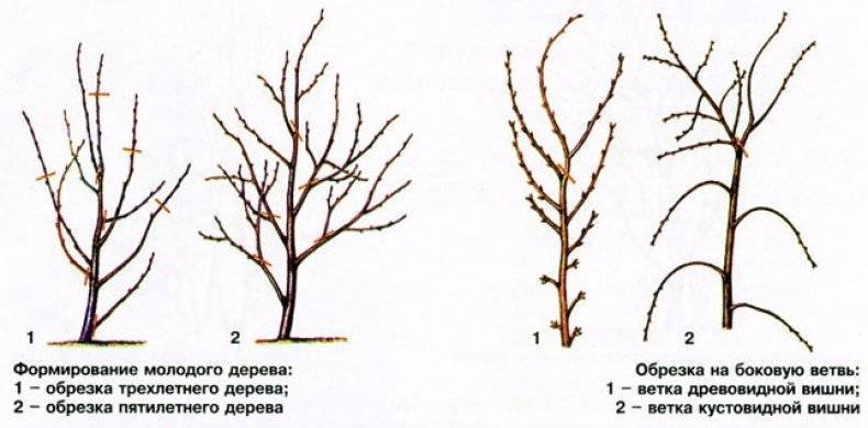 Обрезка вишни осенью: схема и информация для новичков