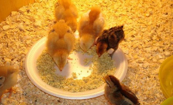 Цыплят selo.guru — интернет портал о сельском хозяйстве