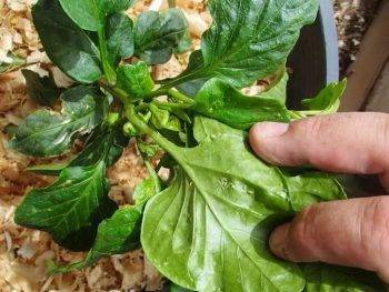 Почему у рассады перца скручиваются листья: фото больных растений, деформация семядольных русский фермер