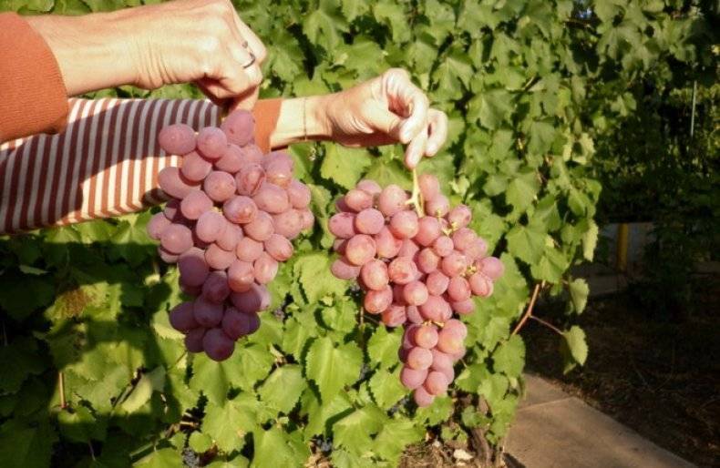 Высокоурожайный виноград «гурман»: описание и разновидности гибрида. тонкости посадки винограда «гурман» и уход за сортом