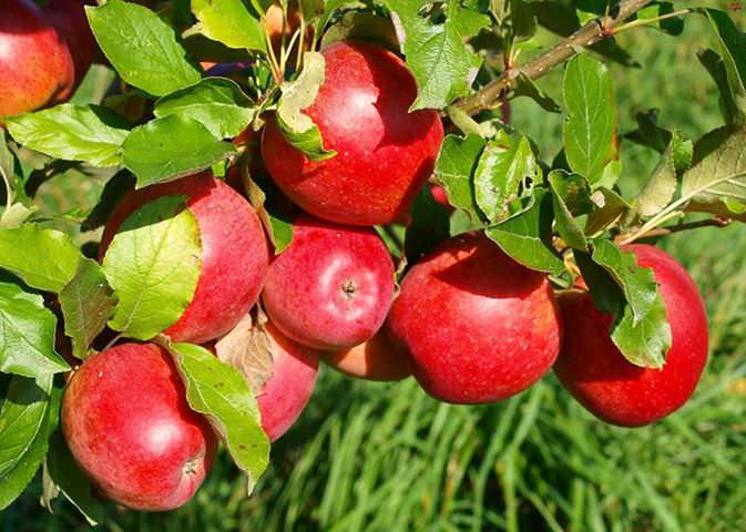 Почему яблоня сбрасывает завязи плодов: болезни и вредители, неправильный уход