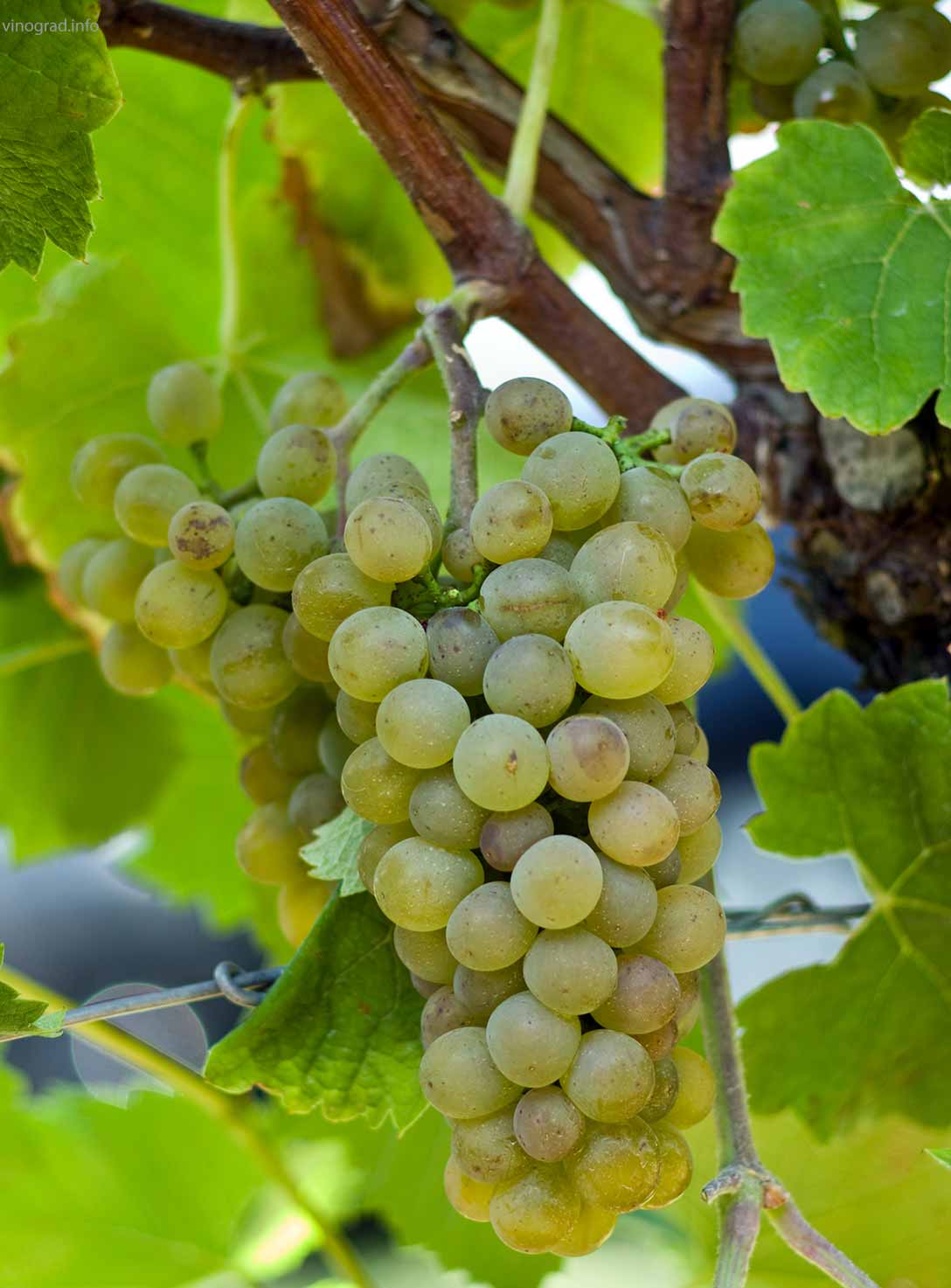 Виноград солярис: описание сорта