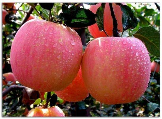 Яблоня зимостойкая башкирский красавец: описание сорта, характеристики, выращивание - про сорта