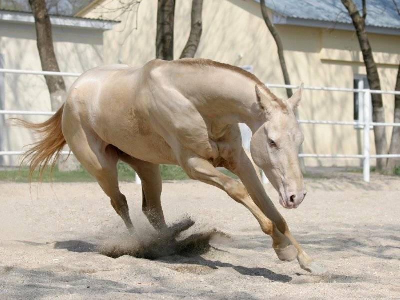 Обзор изабелловой масти лошадей, ее фото и описание
обзор изабелловой масти лошадей, ее фото и описание