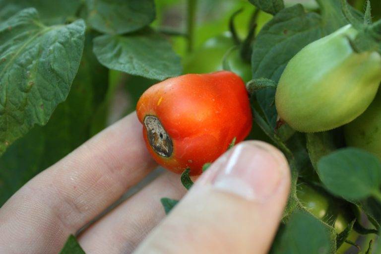 Почему чернеют помидоры на кусте и стебле: что делать
