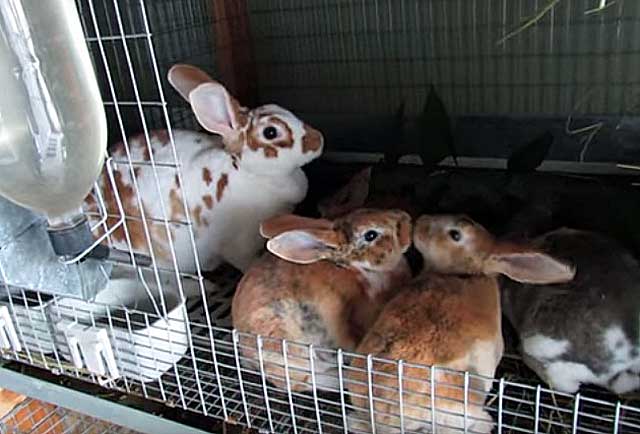 Комбикорм для кроликов: состав полнорационного комбикорма