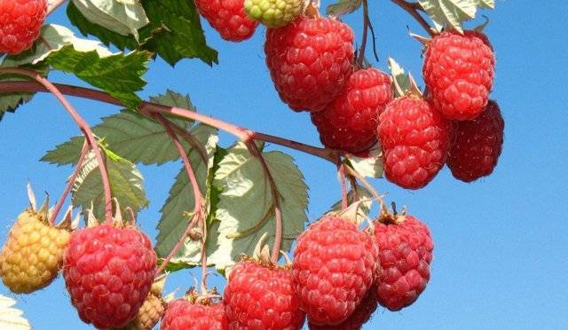 Ремонтантная малина: как получить богатый урожай ягод, личный опыт