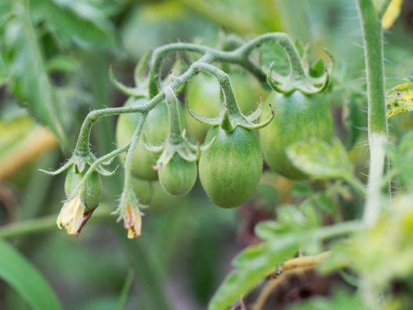 Томат французский гроздевой: описание сорта, особенности выращивания