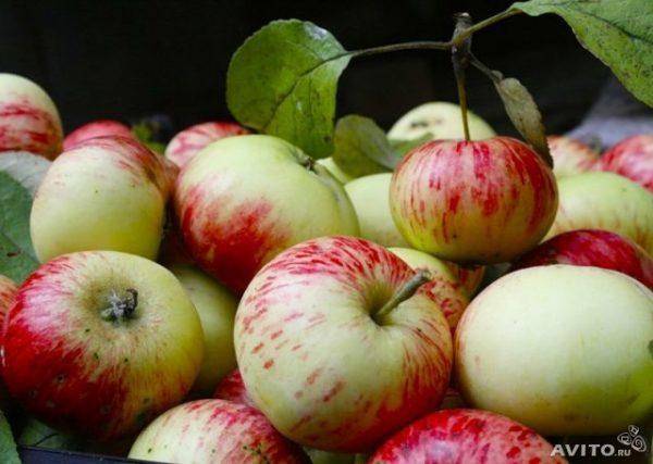 Осеннее полосатое или штрифель – популярный сорт яблок