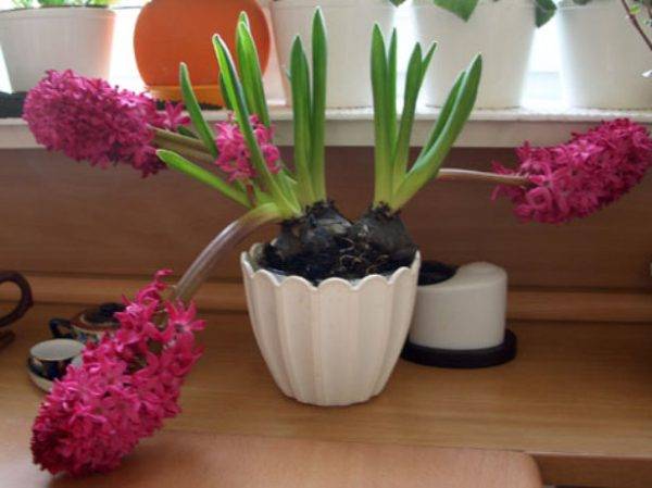 Цветок «Гиацинт» в горшке: фото, уход в домашних условиях