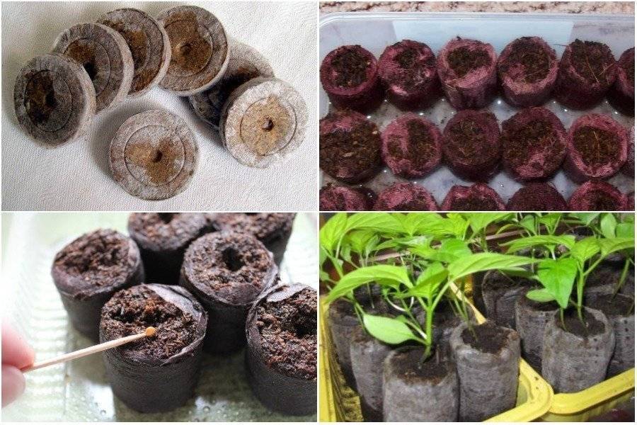 Как вырастить рассаду перца в домашних условиях: пошаговая инструкция, фото, видео