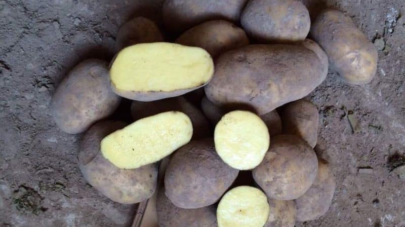 Картофель "бриз": описание сорта + сорт картофеля бриз фото