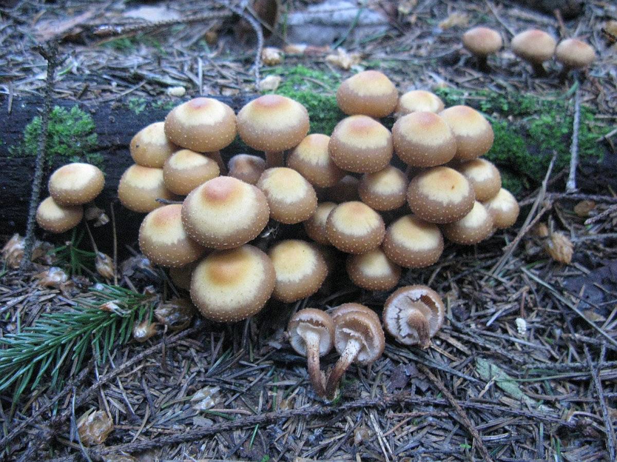 Съедобные грибы подмосковья фото и название