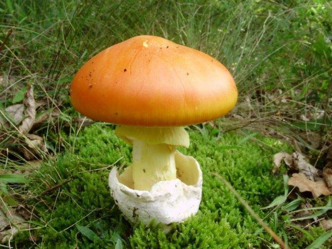 Характеристика «царского гриба»
