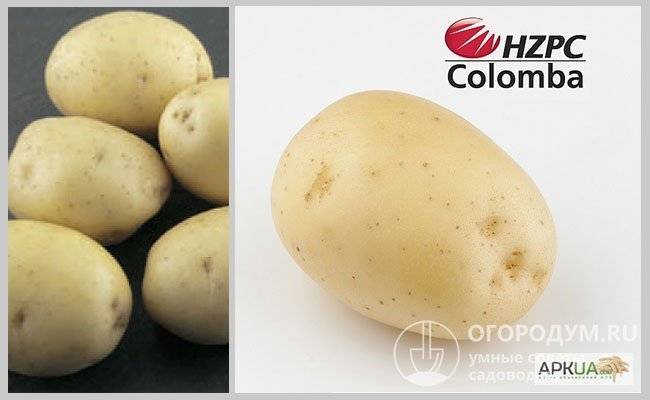 Сорт картофеля «агата»: характеристика, описание, урожайность, отзывы и фото