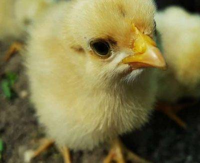 Суточные цыплята (20 фото): чем их кормить в первые дни жизни в домашних условиях? выбор корма. температура содержания