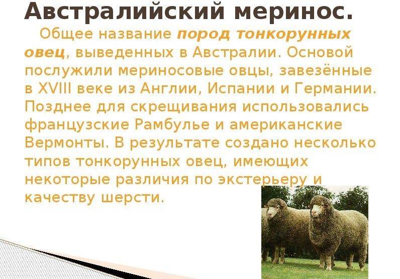 ᐉ породы тонкорунных овец: описание и характеристика - zooon.ru