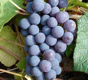 Описание винограда сорта левокумский