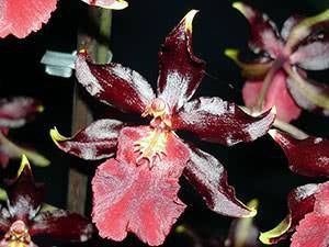 Орхидея камбрия: правила пересадки, болезни, уход в домашних условиях. советы для начинающих цветоводов