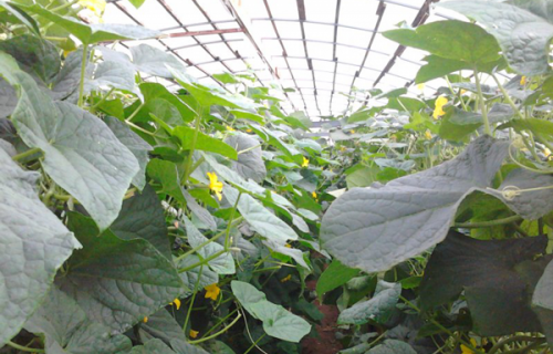 Огурцы в теплице: разбор технологии выращивания + советы от огородников