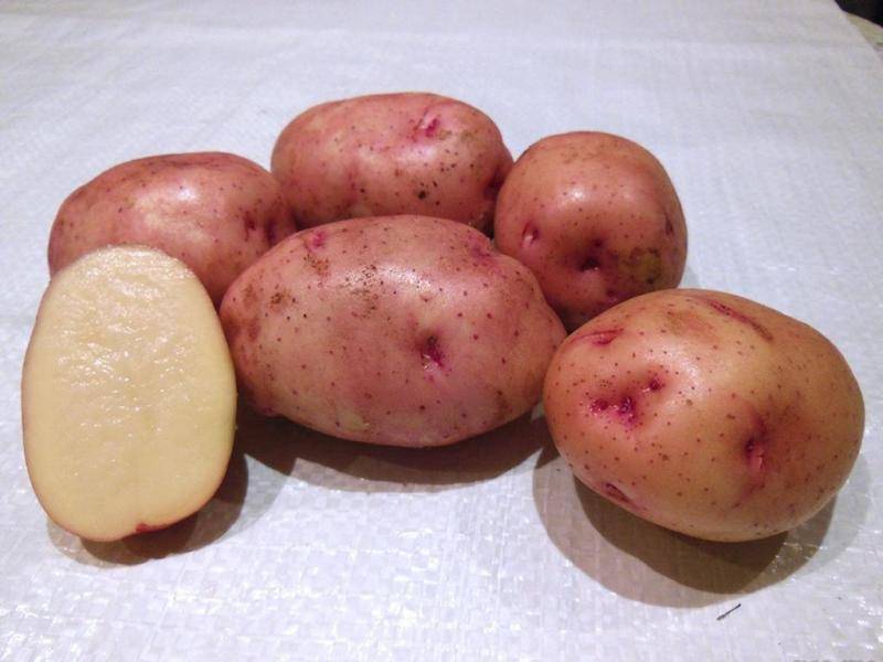 Сорт картофеля «краса» с отличным товарным видом и прекрасным вкусом