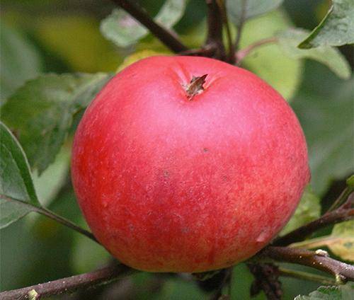 Лучшие сладкие сорта яблони, в том числе для различных регионов, с описанием, характеристикой и отзывами, а также особенности их выращивания