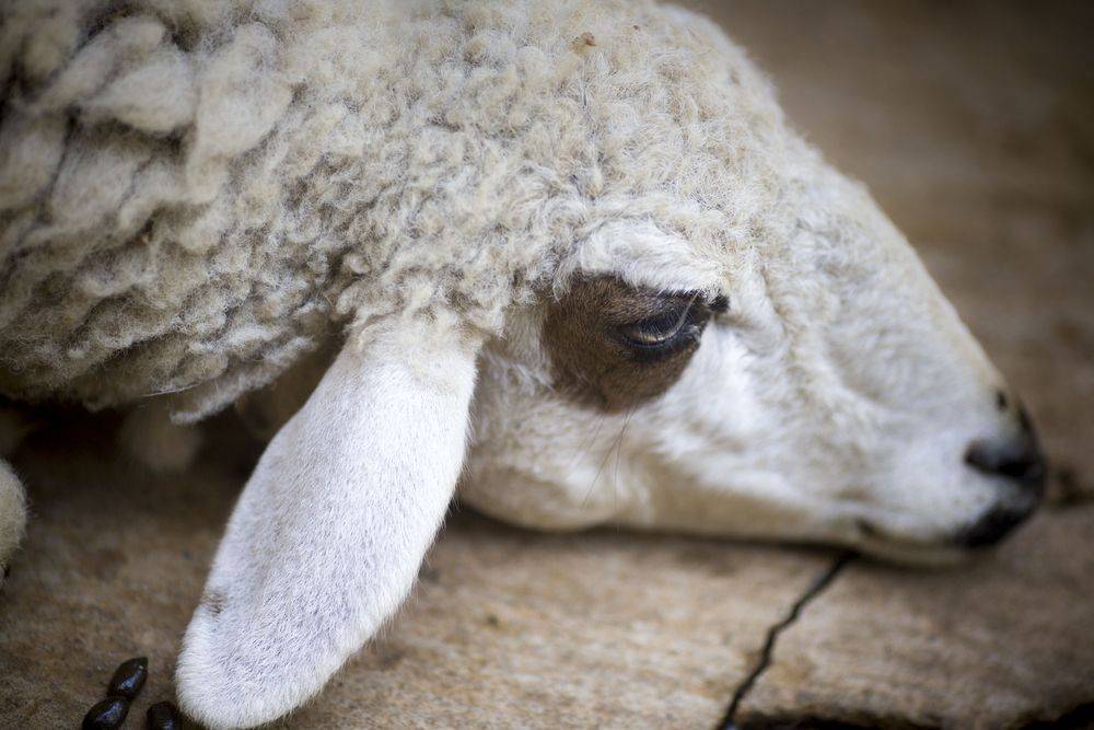 Брадзот у овец: симптомы и лечение