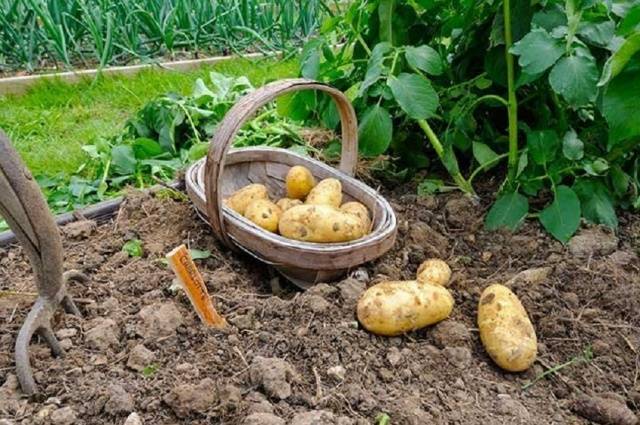 Картофель гранада: описание сорта с фото и характеристика, особенности выращивания и уход, видео