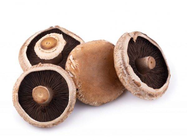 Плодовое тело гриба: что это, из чего состоит, функции