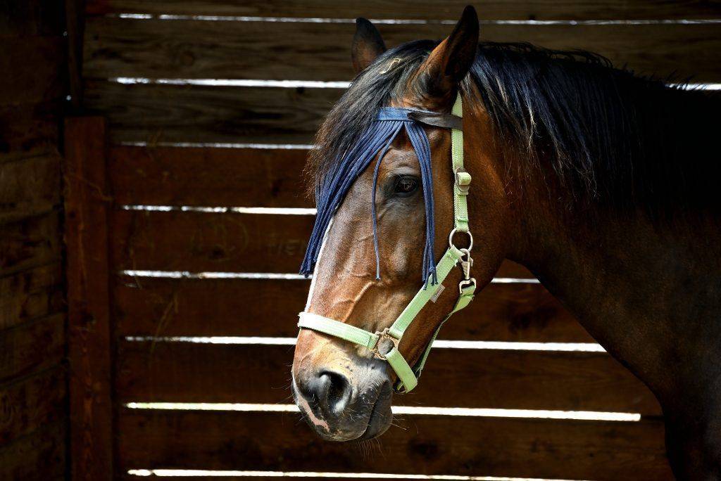 Уздечка для лошади: конструкция устройства, как сделать её своими руками