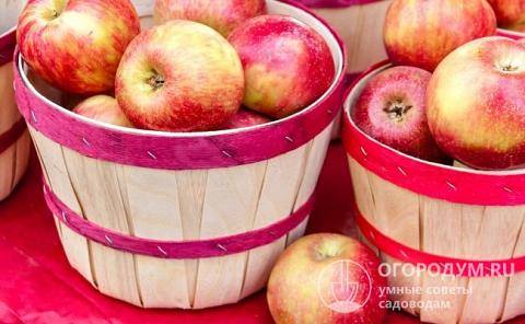 Яблоня фуджи: описание и особенности посадки сорта