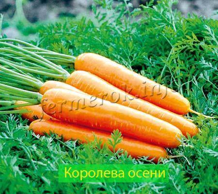 Морковь «королева осени»: описание сорта, фото, отзывы