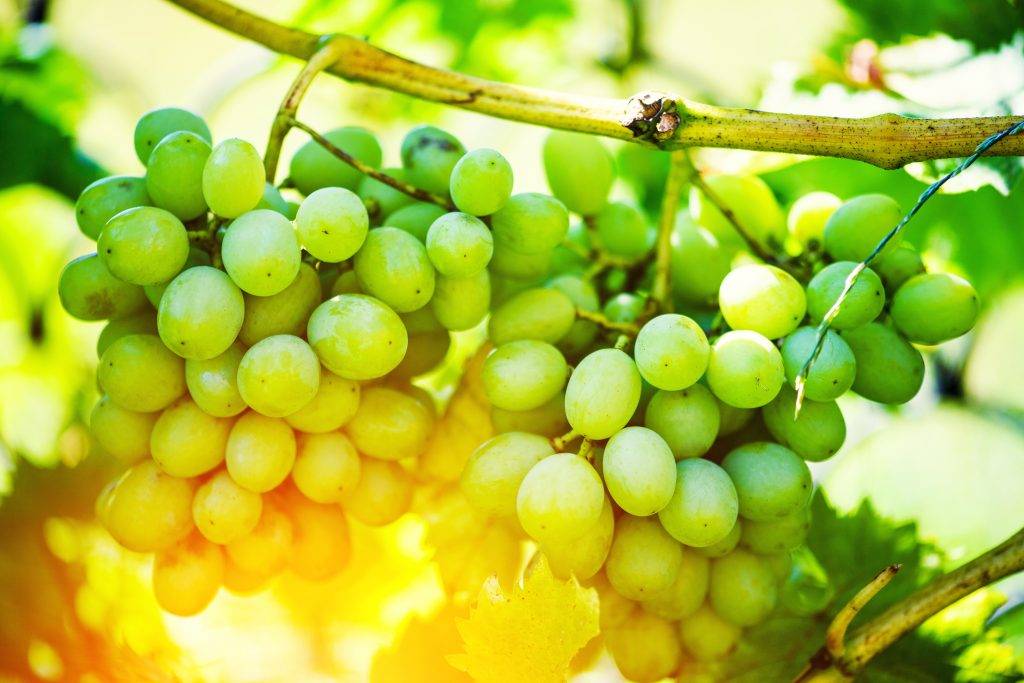 Виноград «августин» — стойкий и вкусный