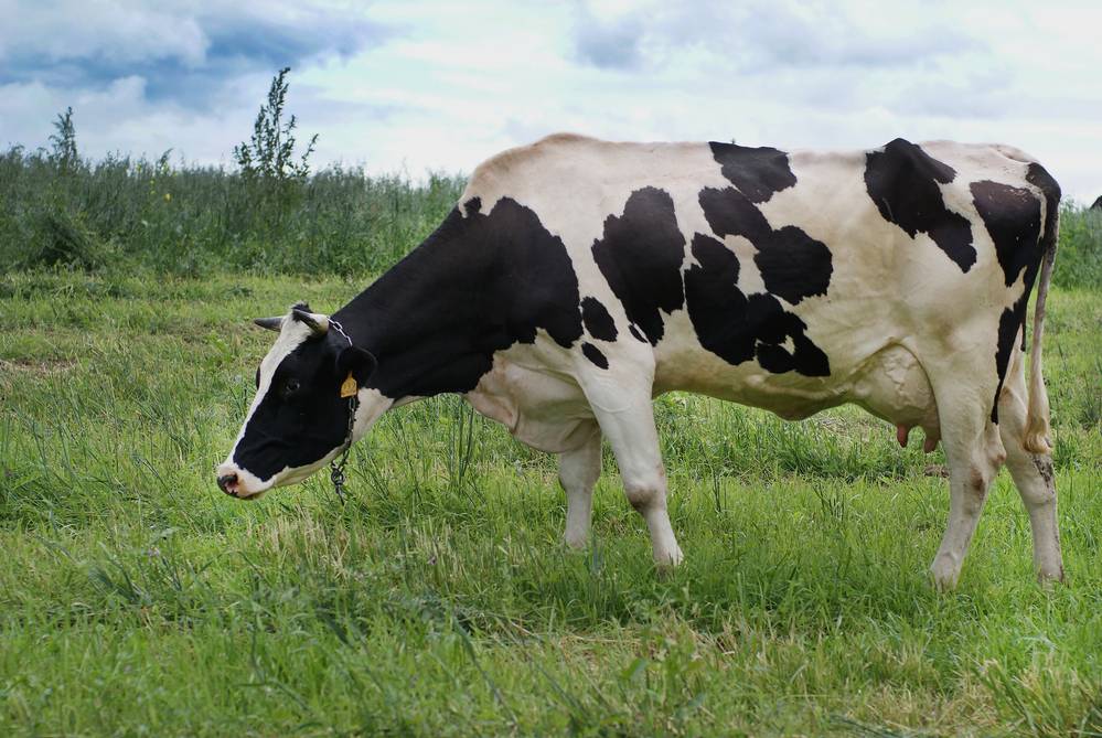 Беременные коровы: сколько месяцев длится беременность? как в домашних условиях определить по молоку, что корова ходит стельная? признаки стельности