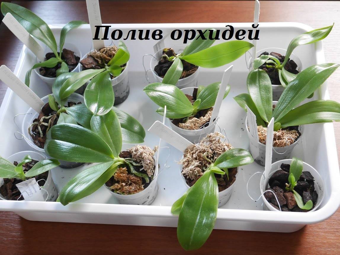 Как поливать орхидею зимой в домашних условиях: как часто нужно правильно увлажнять субстрат и сколько раз в месяц это допустимо?