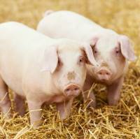 Кормление свиней и свиноматок