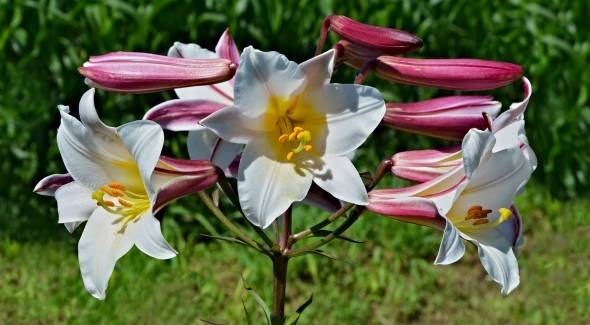 Когда и как пересаживать лилии: уход после цветения