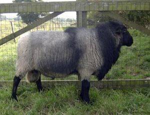 Лучшие мясные породы овец преимущества и характеристики