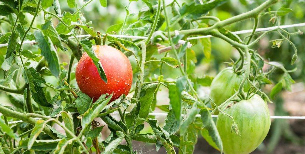 Почему помидоры жируют в теплице