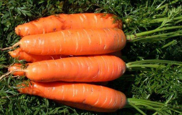 10 лучших сортов моркови