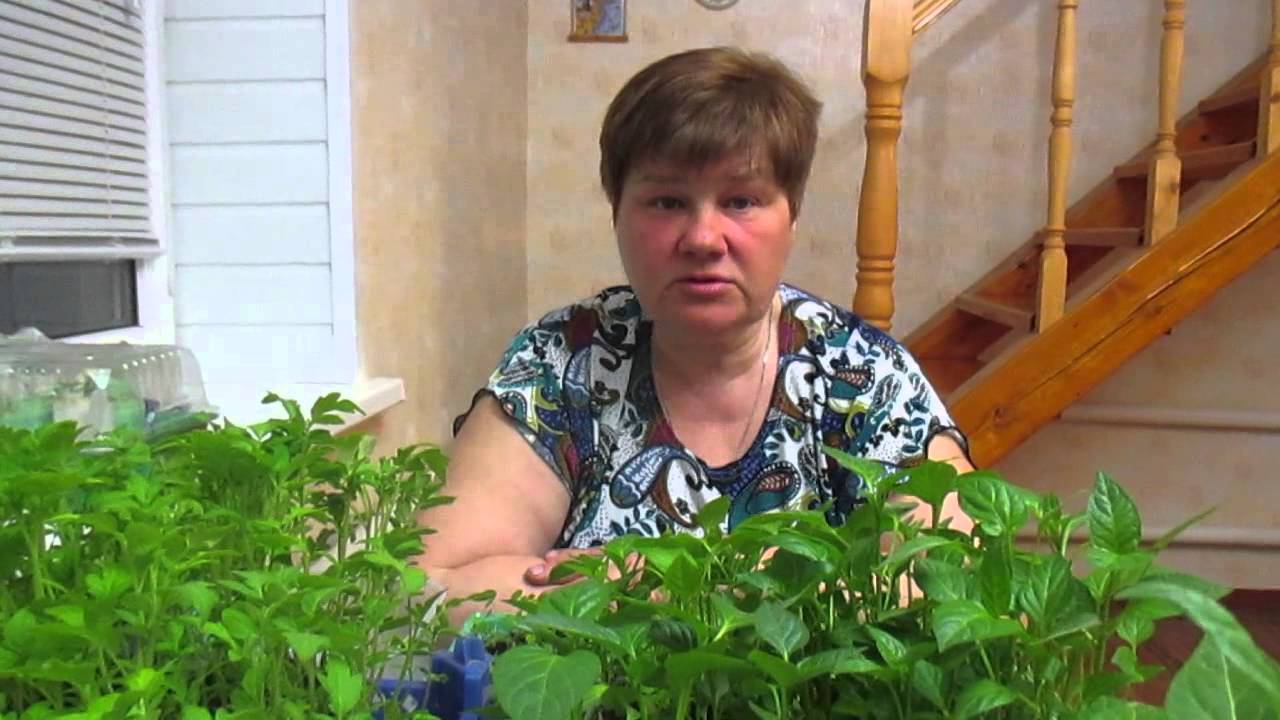 Секреты выращивания рассады томатов в улитках и пикировки в пеленки