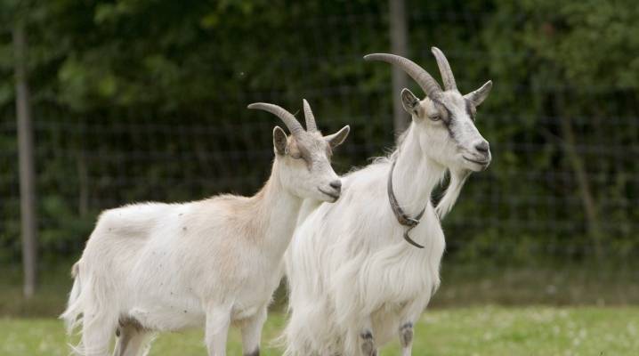 Маститы у коз: признаки и лечение