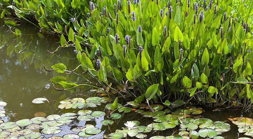 Популярные растения для водоема на даче: описание с фото