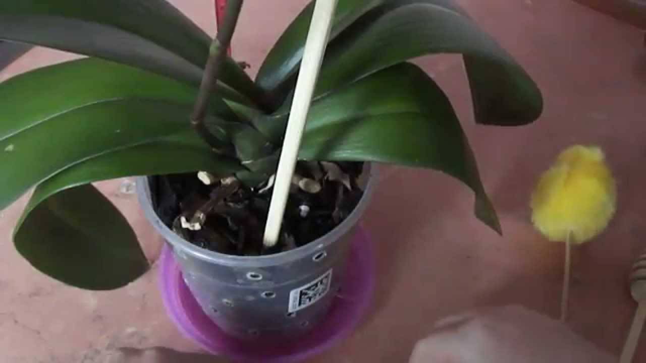 Как часто поливать орхидею фаленопсис в домашних условиях